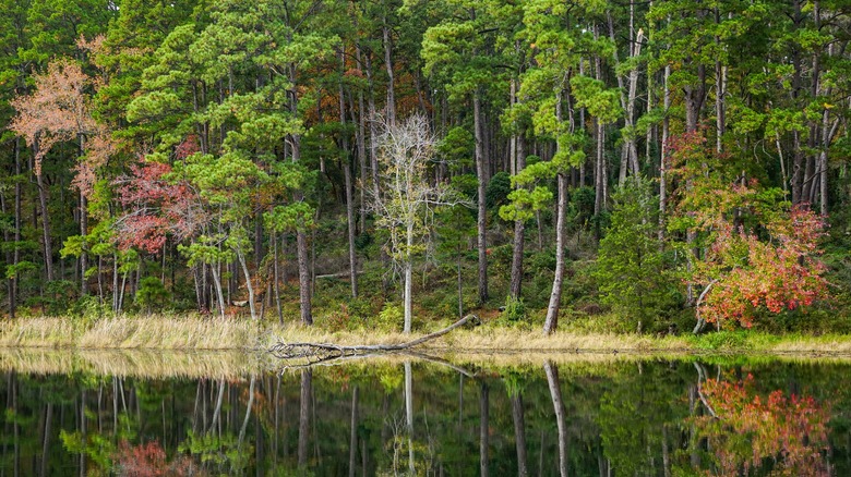 Daingerfield State Park Lake with colorful trees