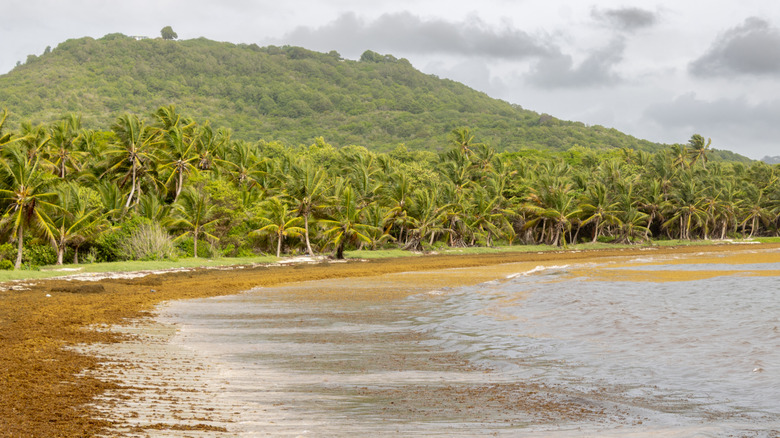 A coastal view in Martinique features thick sargassum seaweed on the Caribbean shore