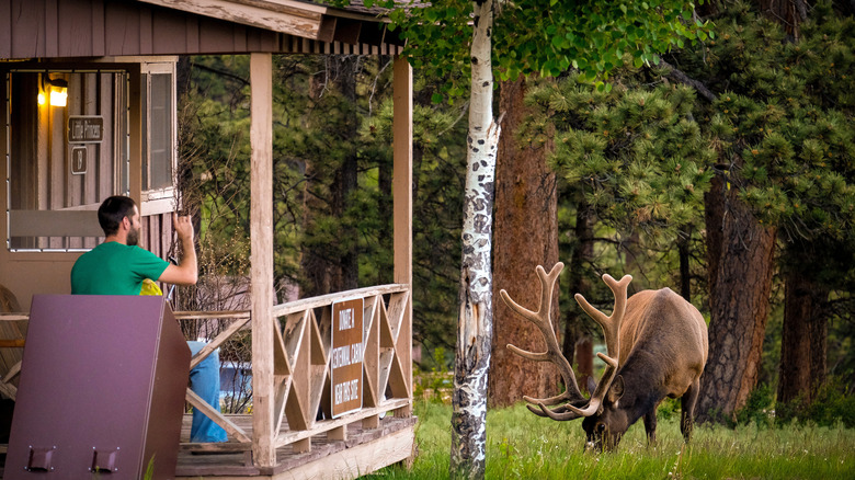 a person on the porch of a cabin looking at an elk nearby