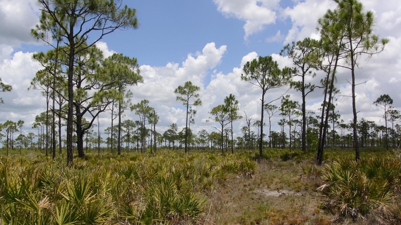 Trees and hiking trails in Estero Bay Preserve State Park