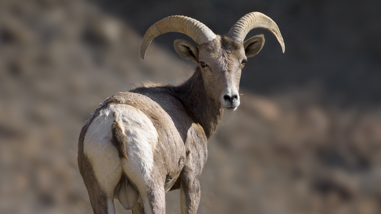 A desert bighorn sheep in Death Valley