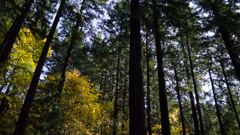 Upward angle of trees in Westmoreland Park in the Eugene, Oregon area.