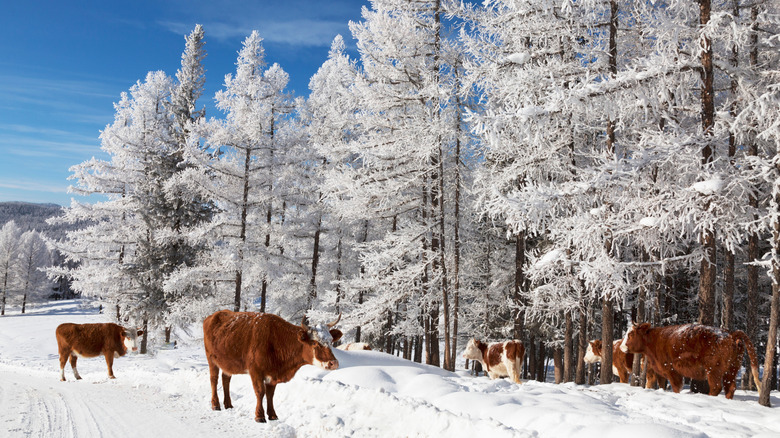 Cows grazing in the Altai Mountains, Russia