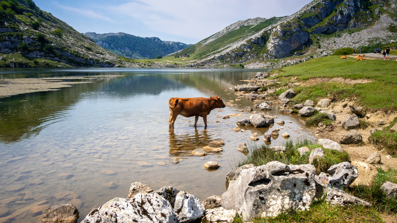 Cow in Lago Enol, Picos de Europa national Park, Asturias, Spain