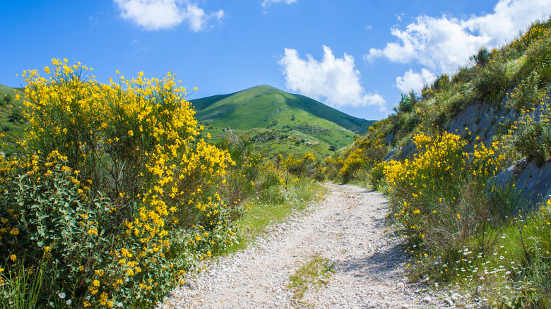 A hiking trail lined with blooming wildflowers and a mountain in the distance