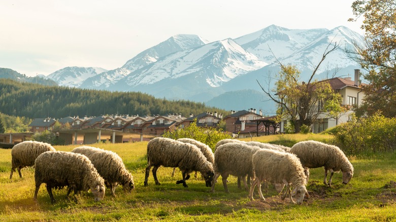 Sheep grazing in forested parkland, with the snowcapped Pirin Mountains in the background, Southwestern Bulgaria