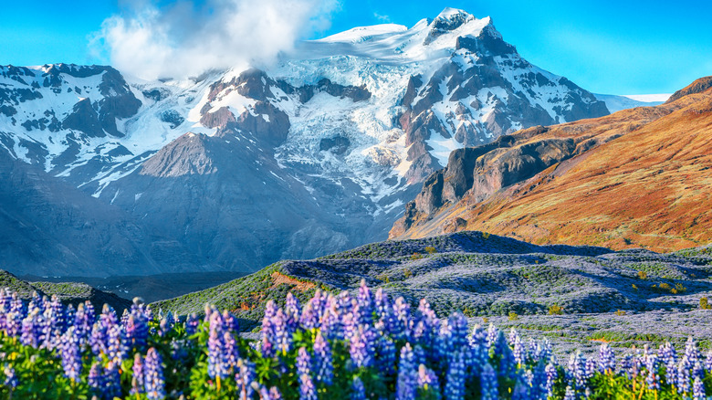 A scenic picture with snow-capped mountains in the background, with beautiful purple flowers across the foreground