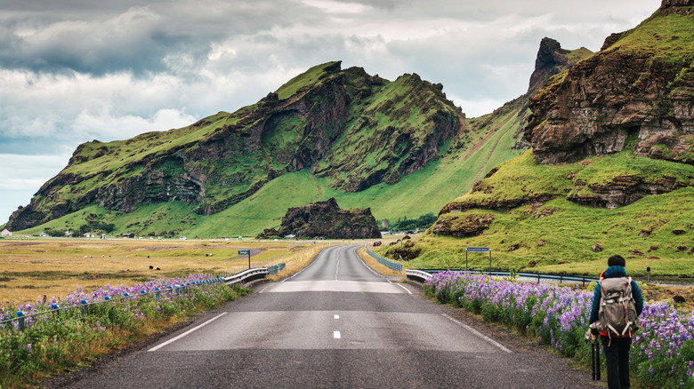 View from the Ring Road in Iceland, with a road in the midle, purple lowers and a person on the sides, and lush green mountains in the background