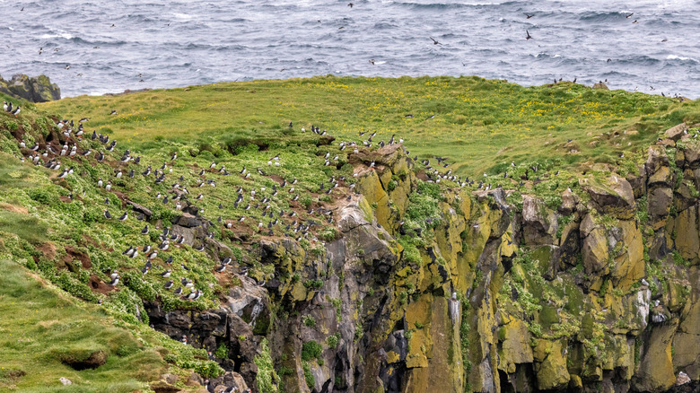 Puffins along a green cliff with the stormy sea in the background
