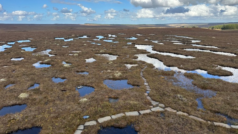 Pockets of water and flagstone path in bog landscape in Scotland