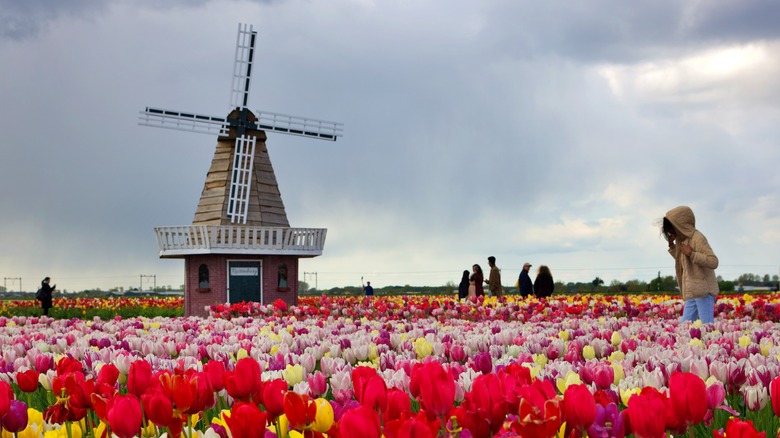 Tulip flower field with windmill