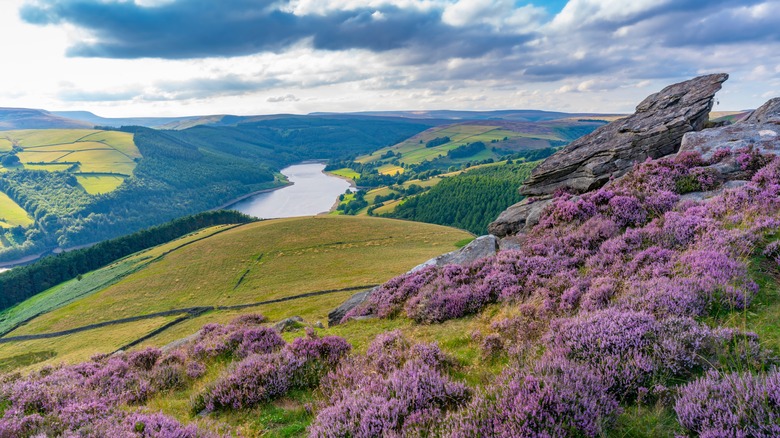 View of Ladybower Reservoir and flowering purple heather on Derwent Edge