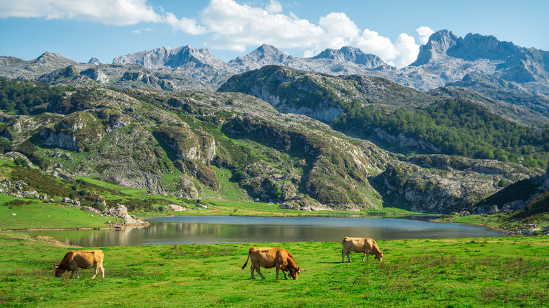 A picturesque landscape of Covadonga Lakes in Asturias, Spain with cows grazing in the foreground