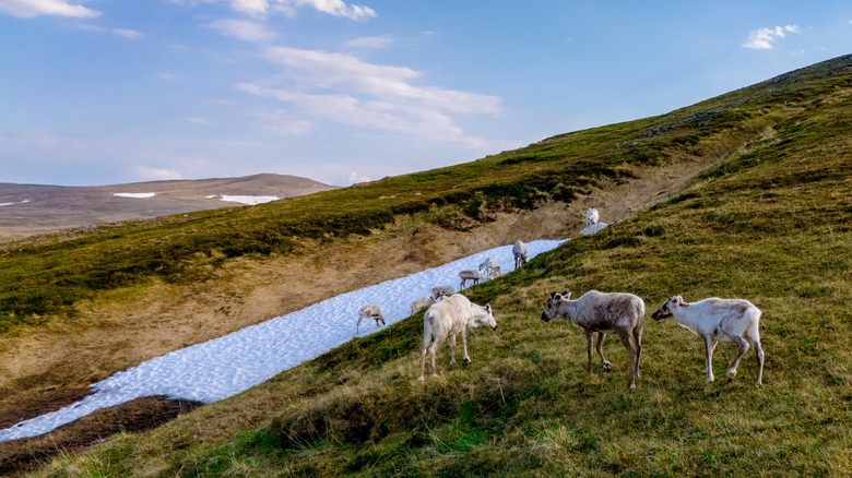 A herd of reindeer graze on a green mountainside in Norway, with a patch of snow still visible in the distance.