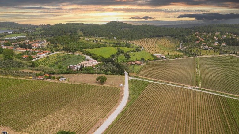 Vineyards at sunset in Urla, Turkey