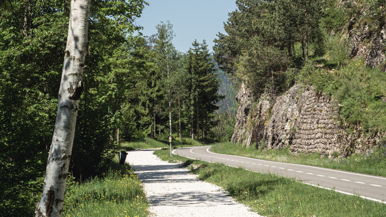 Forest route with trees on the Alpe Adria cycle path in Austria