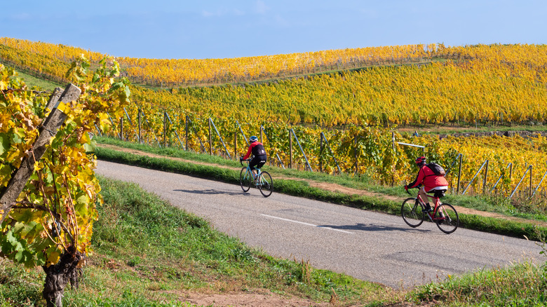 Cycling in Alsace region, France