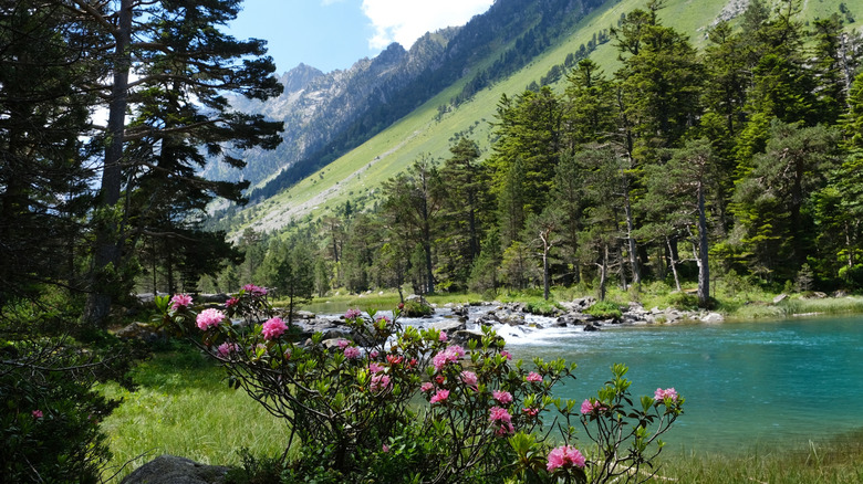 Pink flowers by a blue-green lake and a mountain