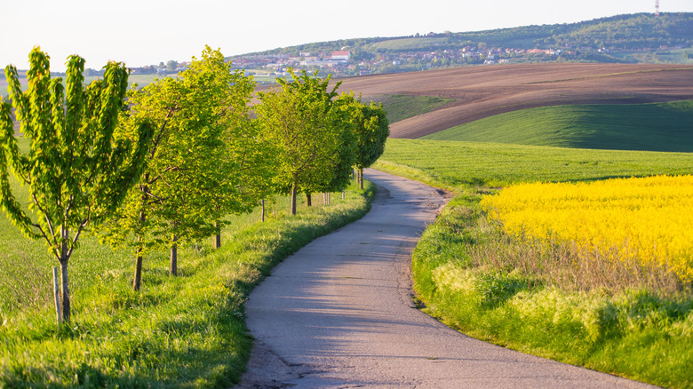 A road snakes between rolling fields and trees in rural Moravia, Czech Republic