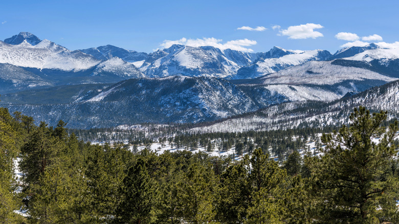 Panoramic view of mountains and tops of evergreen trees in Colorado