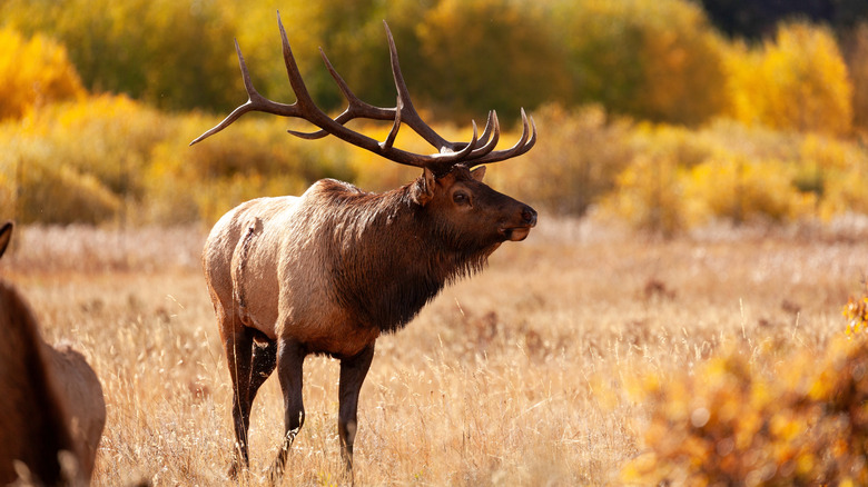 Colorado elk standing in field with autumn colors