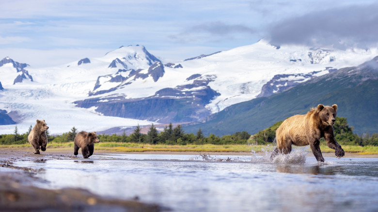 Bears in the Katmai National Park in Alaska