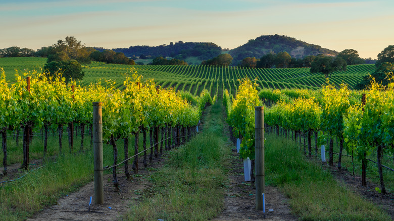 Vineyard in California