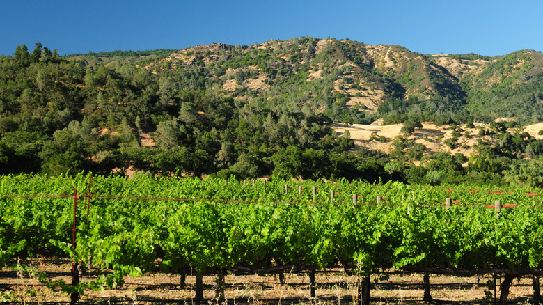 Vineyards and hills in Yorkville, CA