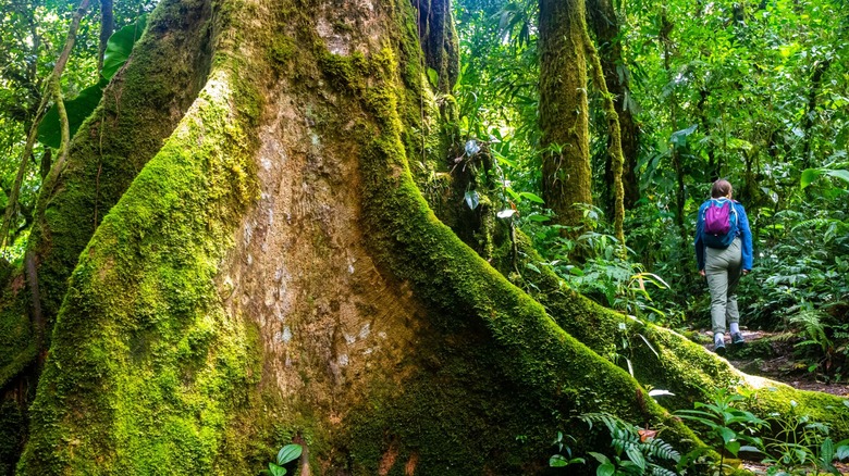 Woman treks through the cloud forest in Costa Rica