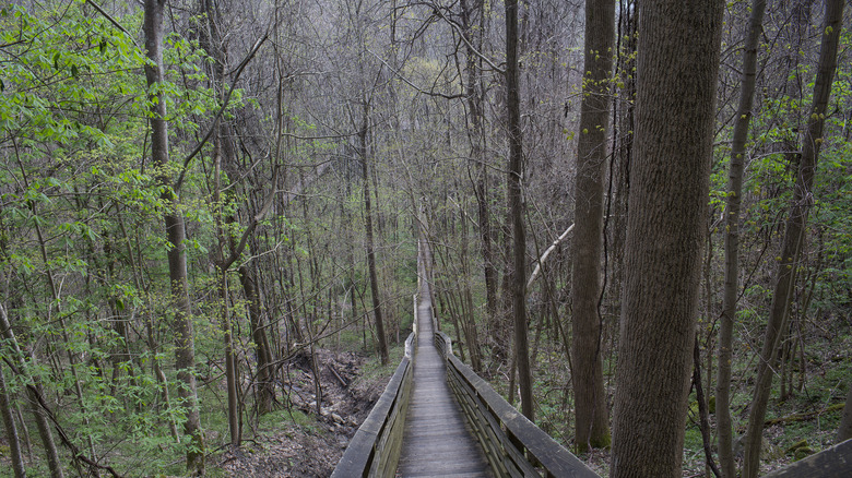 steep wooden trail into woods