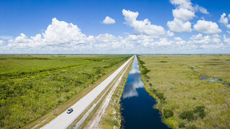 car driving through lush everglades