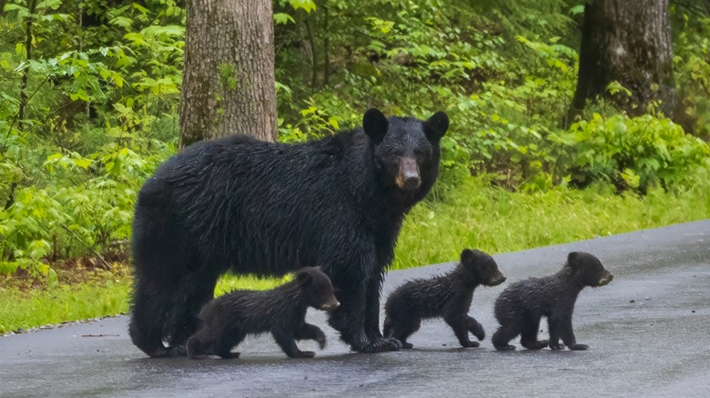 black bear family crossing road smokies