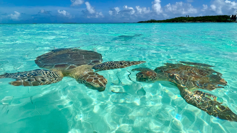 Sea turtles swimming in waters off Exuma Bahamas