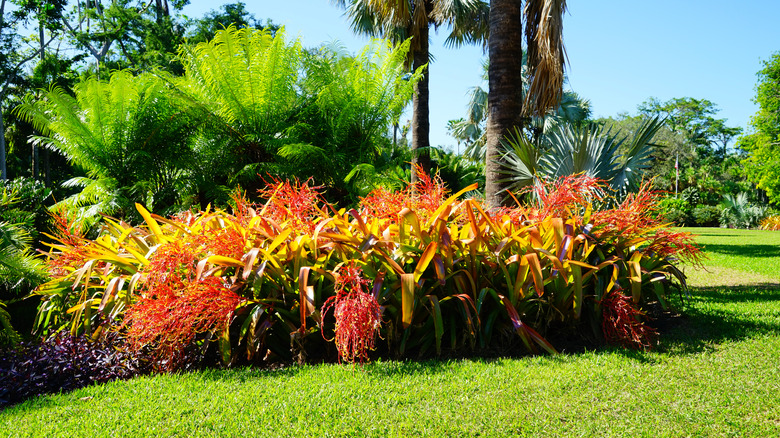 View of tropical plants at Fairchild Tropical Botanic Garden