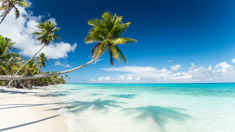 palm trees on PK9 beach in Fakarava