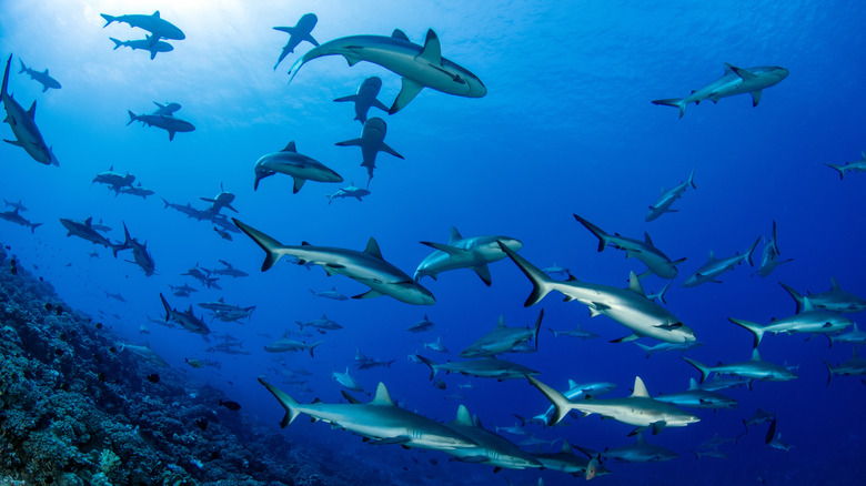 gray sharks in Fakarava