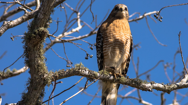 A red-shouldered hawk in a tree at Falcon State Park in Texas