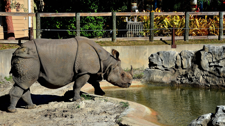 Rhino at Central Florida Zoo and Botanical Gardens in Sanford, Florida.