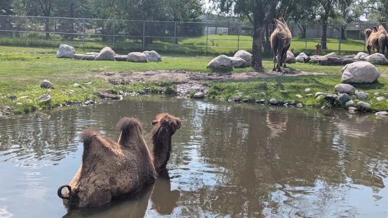 Camels at the Red River Zoo in North Dakota