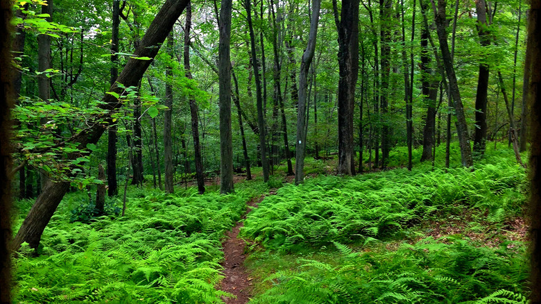 A trail through the forest at Farny State Park in New Jersey