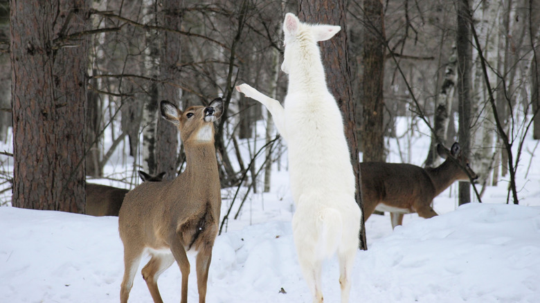 A rare white deer on its hind legs next to a normal deer in Father Hennepin State Park, MN