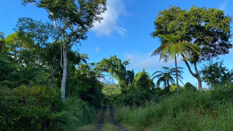 View of the trail to Des Voeux Peak