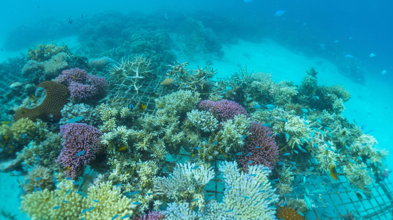 Underwater image of the BULA Reef outside of Plantation Island Resort on Malolo Lailai island in Fiji