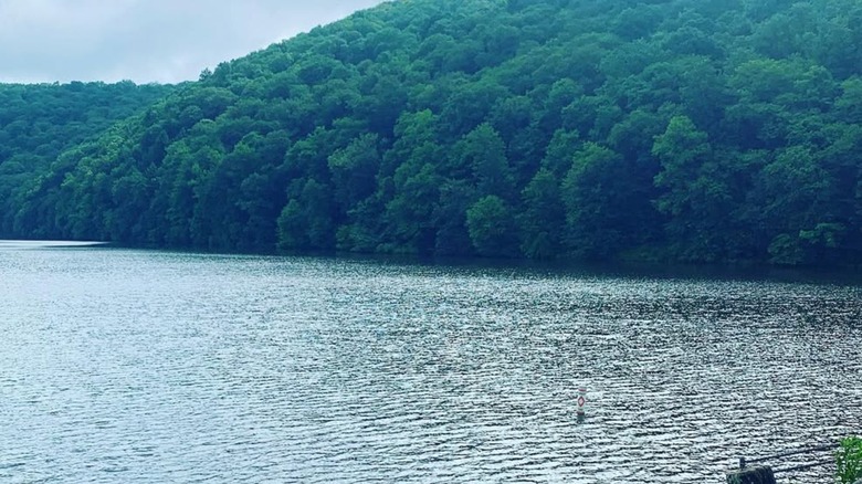 Laurel Hill Lake stretches from hills of green forestry
