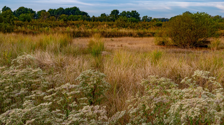 Byron Forest Preserve fields