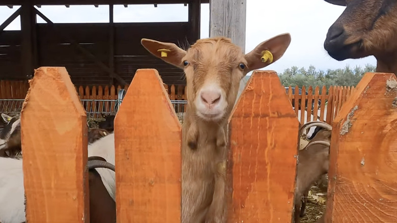 Footage of Mrizi I Zanave in Albania