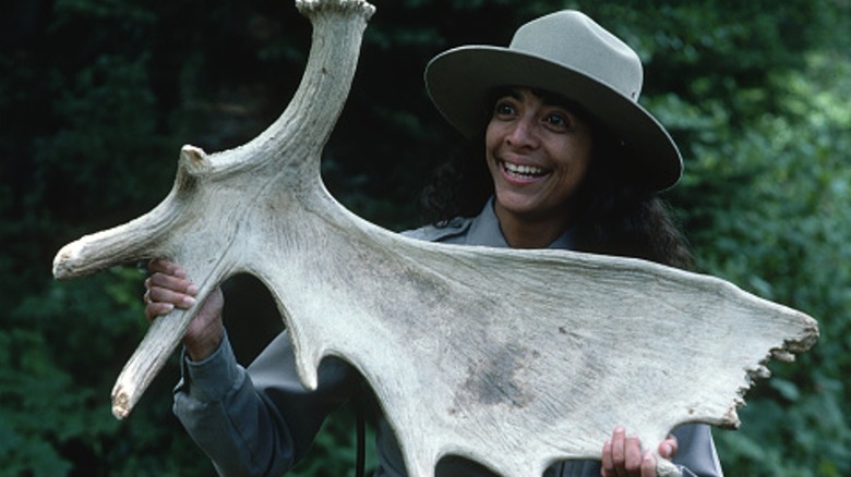 Glacier National Park ranger holds giant antler bone