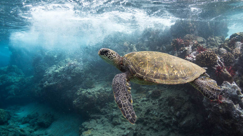 Sea turtle swimming near Five Caves, Maui