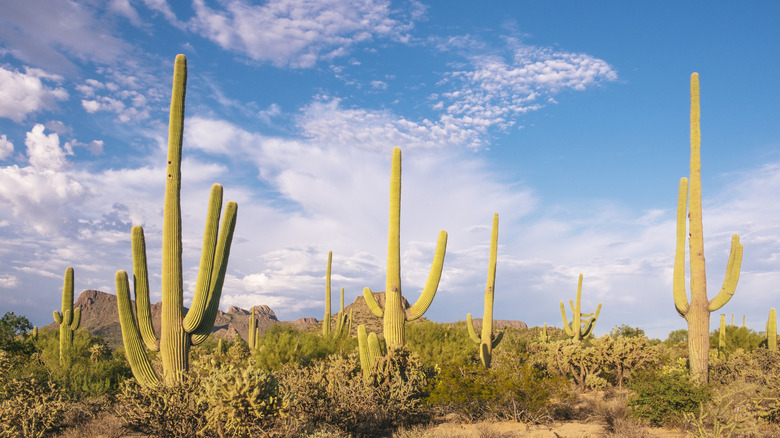 Giant saguaro cacti in Saguaro National Park, Arizona