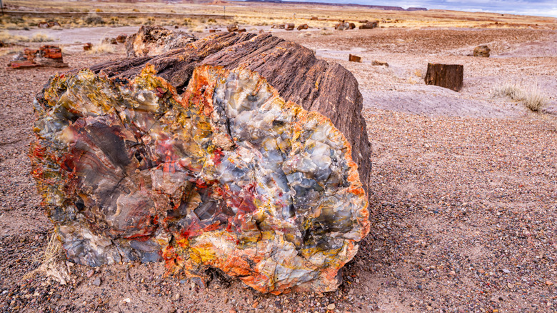 Petrified wood at Petrified Forest National Park, in Arizona